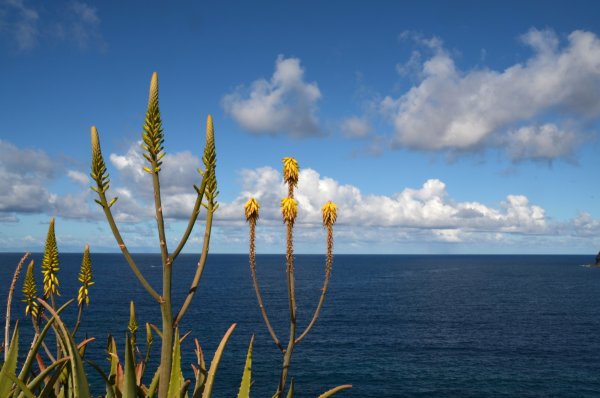 Растения в море