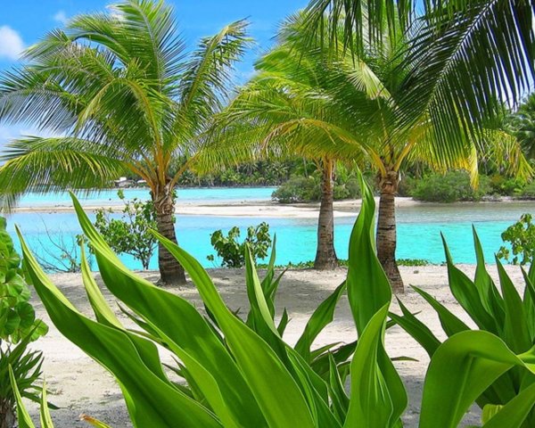 Красивый пляж с пальмами и растениями