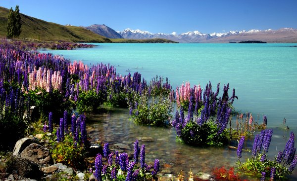 Люпины на озере Текапо новая Зеландия
