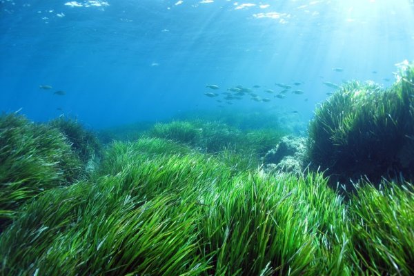 Зостера и Посидония