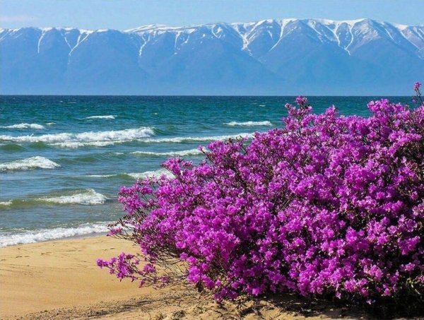 Багульник на Байкале