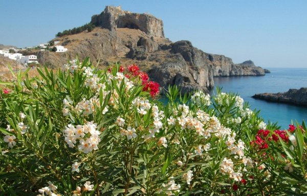 Флора Кипра Флора Средиземноморья