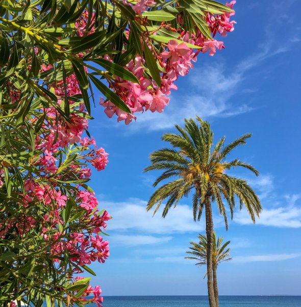 Олеандр Абхазия набережная