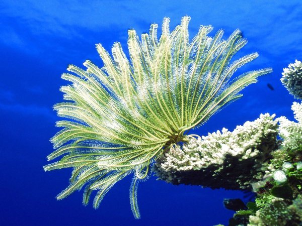 Большой Барьерный риф коралловые полипы