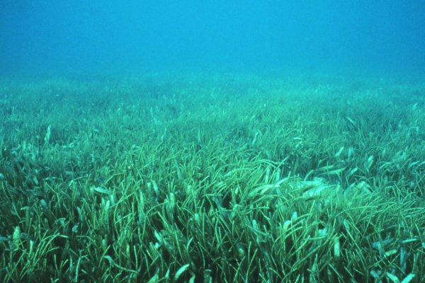 Коралл актиния