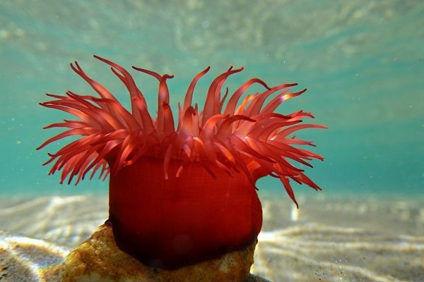 Пляжные цветы