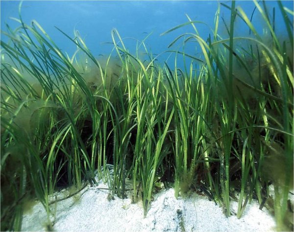 Подводные цветы