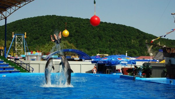 Архипо-Осиповский дельфинарий