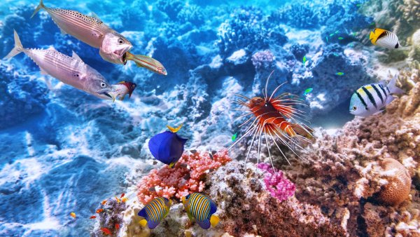 Рыбки в море