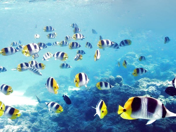 Рыбы в море