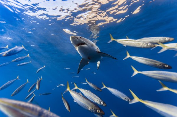 Акула в океане рыбы