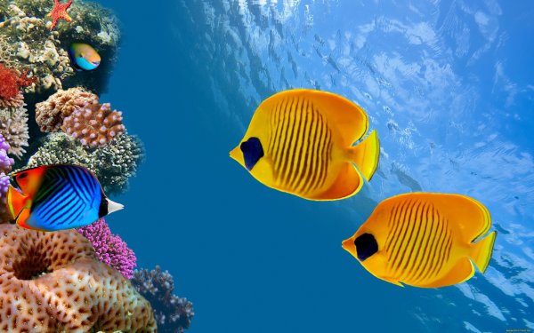 Рыбы в море