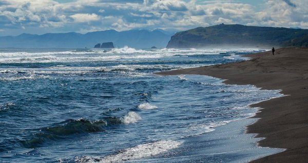 Обитатели моря Черноморского побережья Кавказа