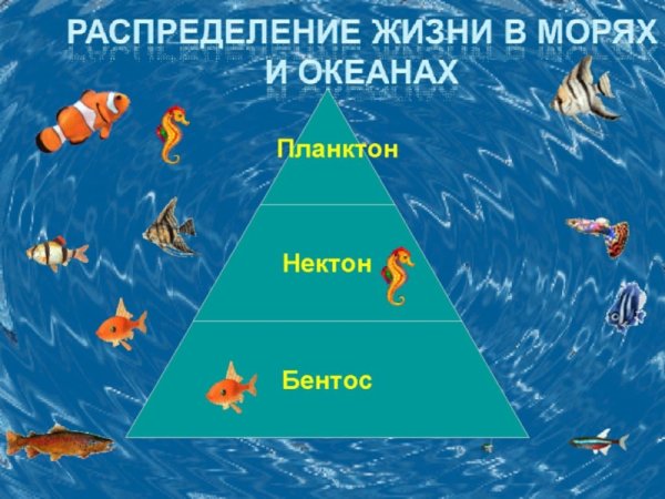 Тягуны в черном море