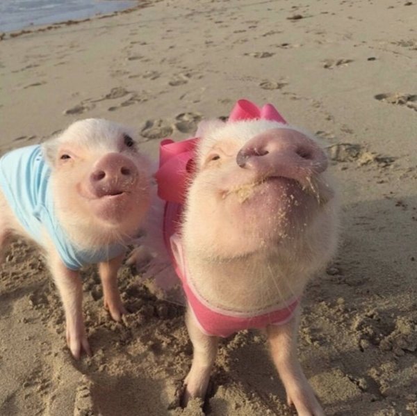 Свинья на море