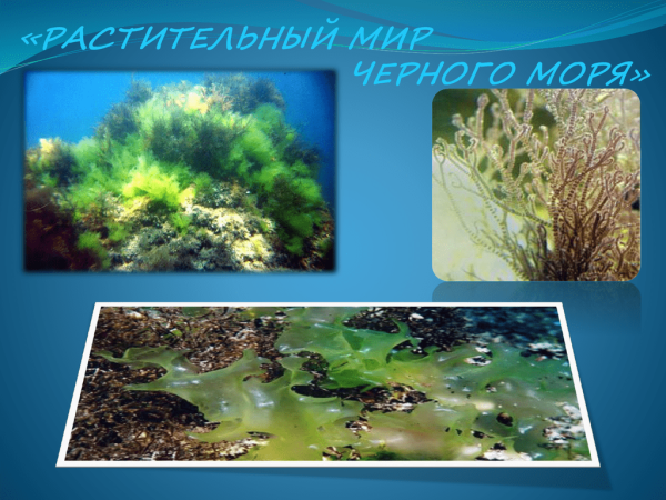 Видов многоклеточных зелёных, бурых, красных донных водорослей
