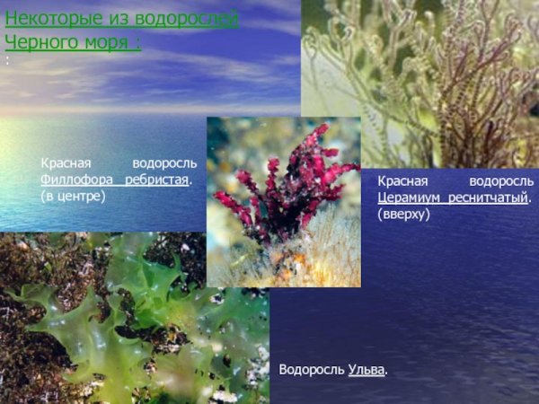 Растительный мир черного моря