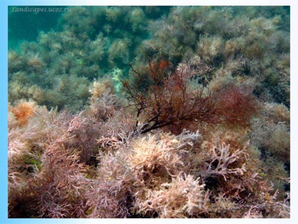 Цистозира водоросль черного моря