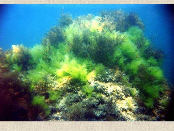 Водоросли черного и Азовского морей
