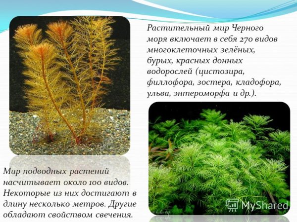 Растения черного моря
