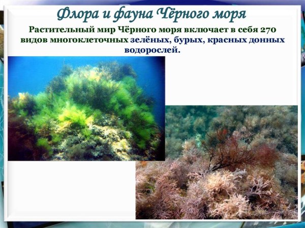 Растительность и животный мир черного моря