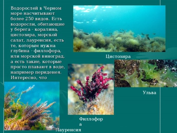 Водоросли черного моря сообщение