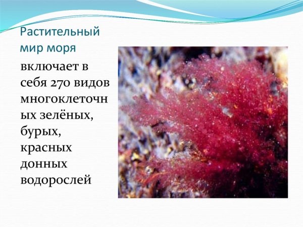 Проект растения черного моря
