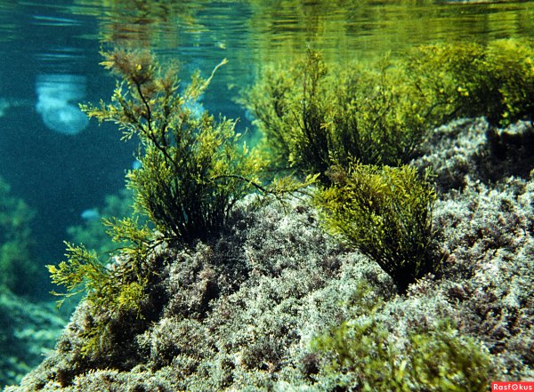 Флора Азовского моря