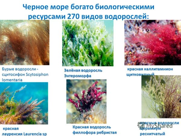 Растения черного моря