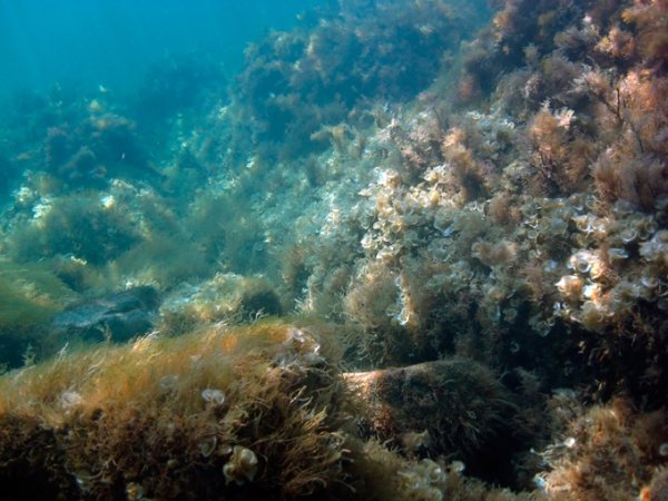 Морские водоросли черного моря