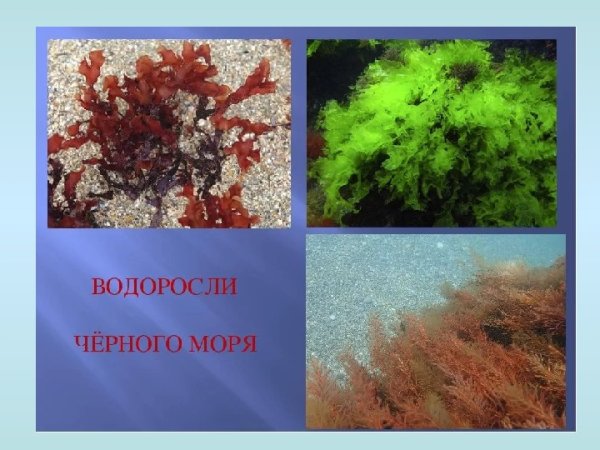 Бурые водоросли черного моря