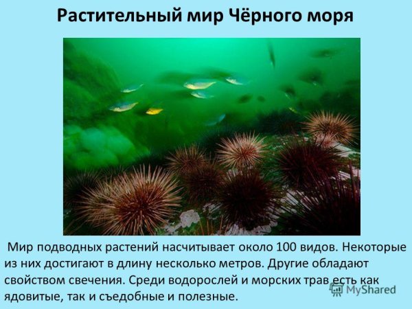 Растительный мир черного моря