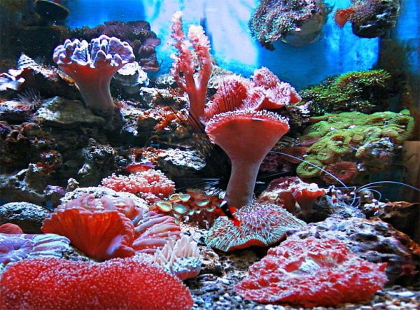 Флора черного моря