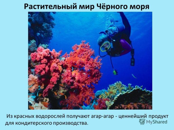 Растения черного моря