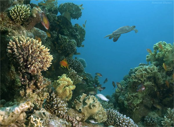 Флора Средиземного моря
