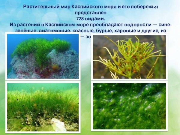 Растительность Каспийского моря