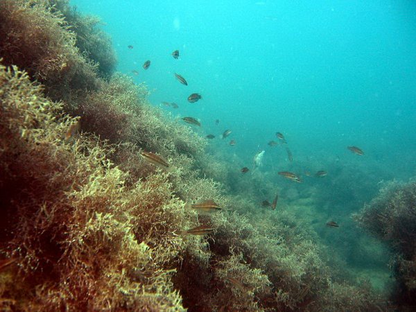 Дно черного моря в Анапе