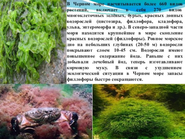 Растения черного моря
