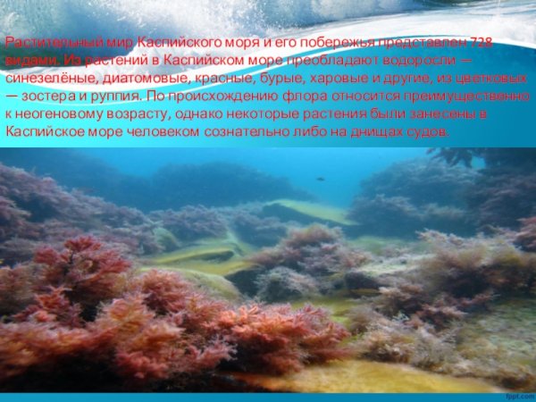 Флора и фауна Каспийского моря
