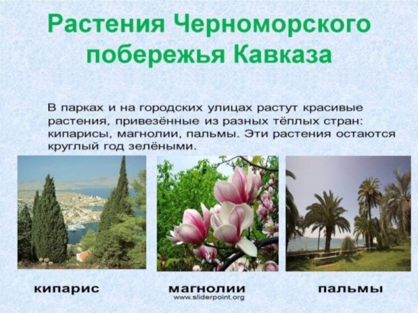 Растения субтропиков Черноморского побережья