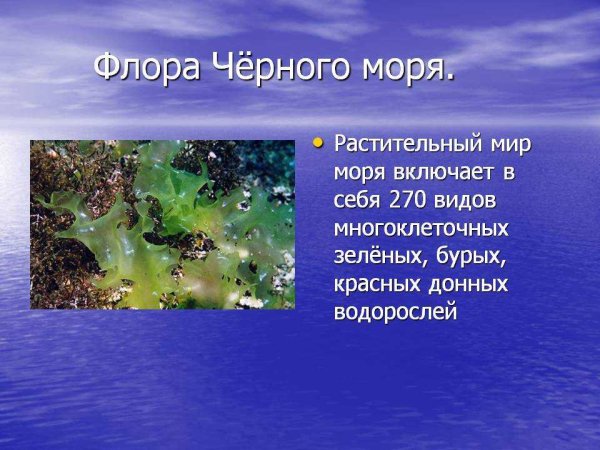 Растительный мир черного моря