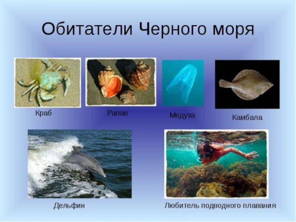 Обитатели черного моря