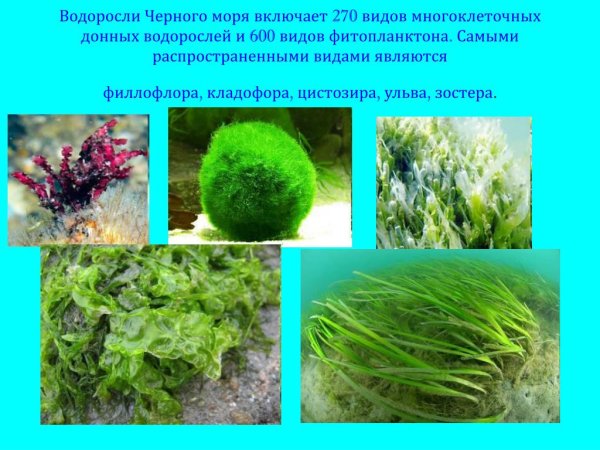 Виды водорослей