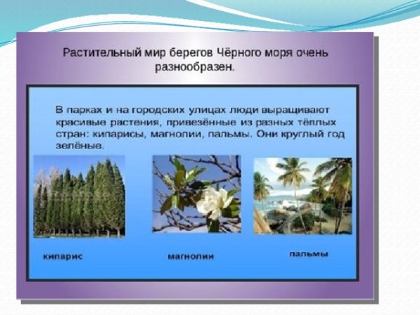 Растительность Черноморского побережья