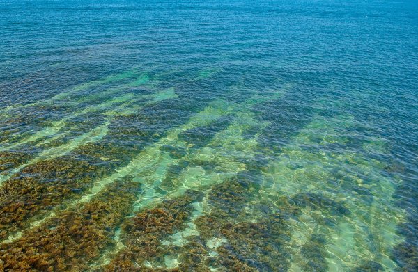 Водоросли море черного моря