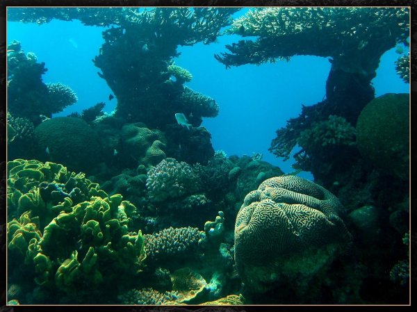 Средиземное море кораллы