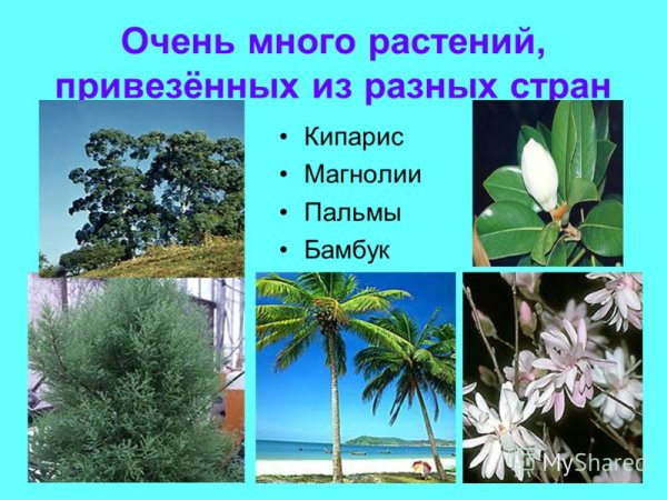 Растения субтропиков Черноморского побережья