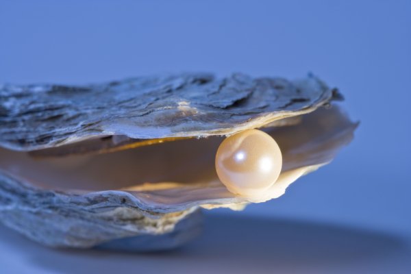 Раковина Жемчужница морская