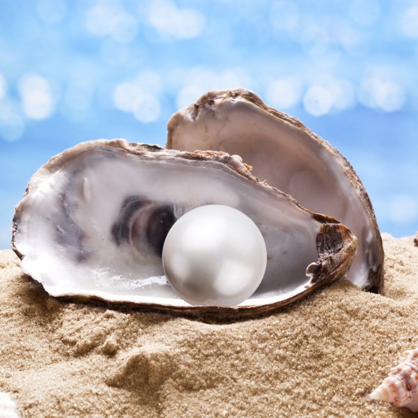 Морская Жемчужница моллюск