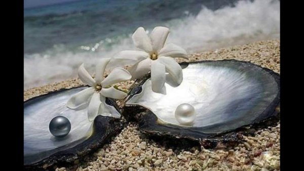 Жемчужина в раковине